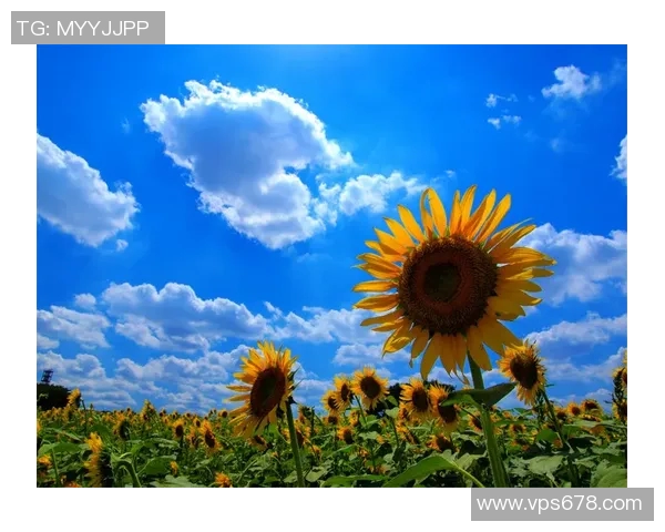 京都不死鸟与向日葵的奇妙对决探索生命与希望的交织之旅