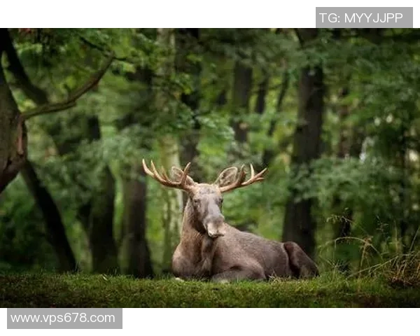 雄鹿的栖息地与习性探究：从森林到草原的生态适应与生存智慧